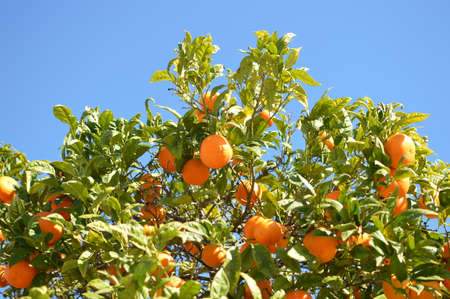 Orange tree fresh harvest time and sunny day blue sky outdoors natural background. Organic healthy freshness produce. Environment grow juicy fruits closeup view. Selective focusの写真素材