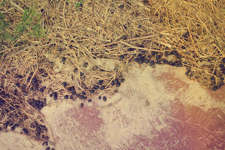 Grass and droppings on the ground. Close up of black color goat sheep excrement, animal path on outdoors farmland abstract backgroundの写真素材