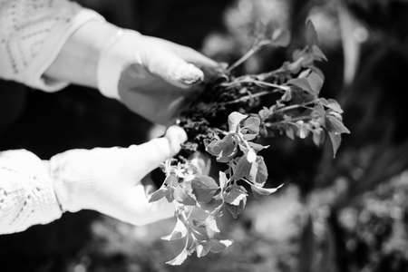 Black and white photography of hands in gloves holding garden plant in the groundの写真素材