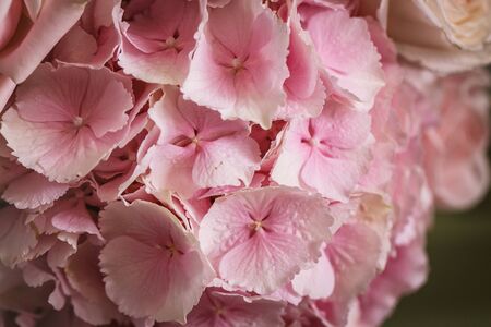 Close up view of pink beautiful flower hydrangea