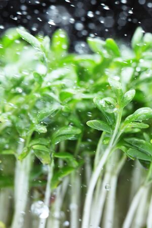 Close-up of a beauty textured green leaf with water dropsの写真素材