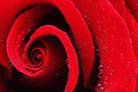 Macro shot of a red rose with water dropsの写真素材