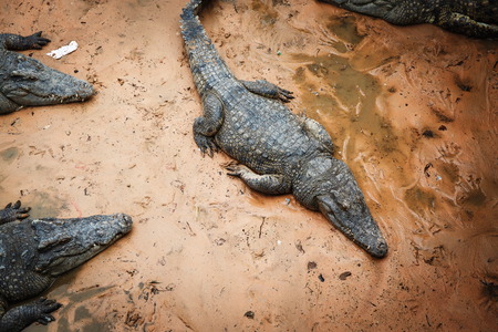 large crocodiles in the zoo of Cambodiaの写真素材