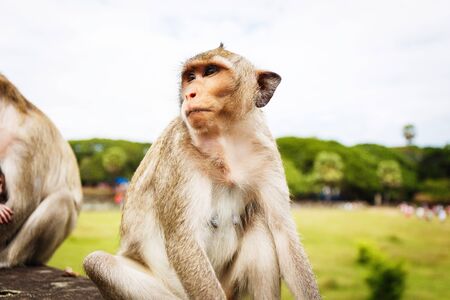 Wild pretty monkey walking in park in Cambodiaの写真素材