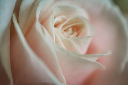 A macro close-up of a pink rose in bloomの写真素材