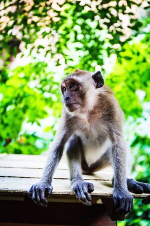 Wild pretty monkey walking in park in Thailand