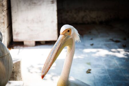 White and pink pelican portrait with head and beak in parkの写真素材