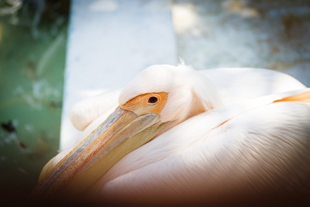 White and pink pelican portrait with head and beak in parkの写真素材