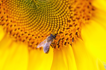 Yellow-black bee on yellow sunflower in fieldの写真素材