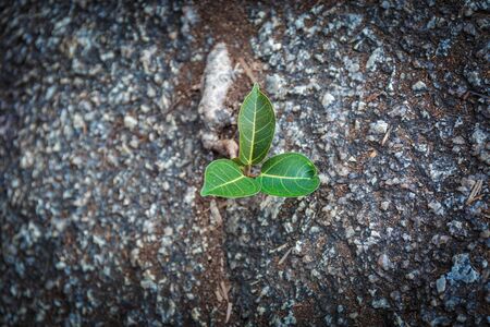 Green plant growing from the stone in Thailandの写真素材