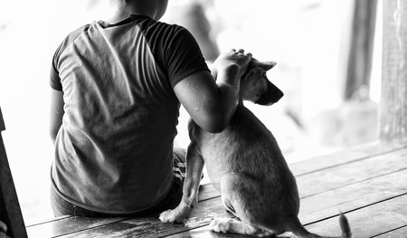 Street dog lying on wooden floor in Thailandの写真素材
