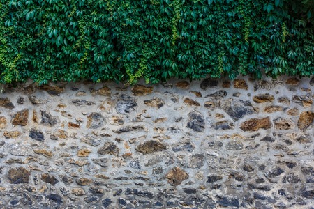 Old stone textured wall background with leafの写真素材