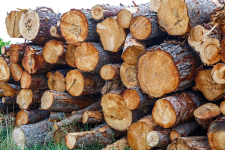 Woodpile from big logs - Background And Textureの写真素材