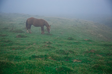 Brown horse in the field in Franceの写真素材