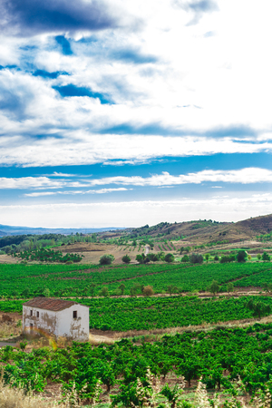 Picturesque landscape of Spain with fields of vineyardsの写真素材