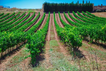 Rows of vines in the field in Spainの写真素材