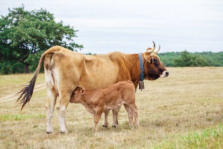 Calf drinking from the udderの写真素材