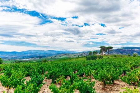 Landscape with green fieldの写真素材