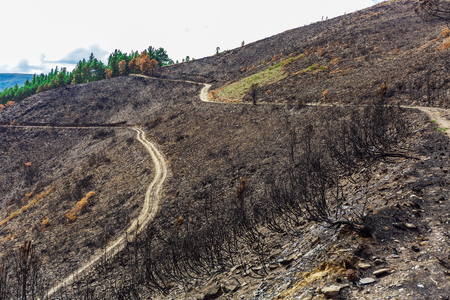 Burned forest in the mountainsの写真素材