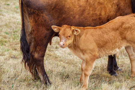 Cow on a fieldの写真素材