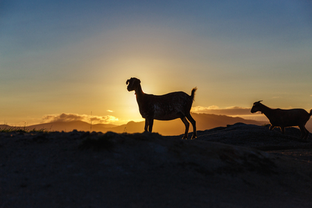 Mountain goat in the mountains at sunriseの写真素材