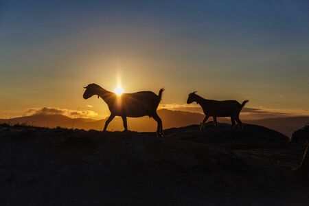 Mountain goat in the mountains at sunriseの写真素材