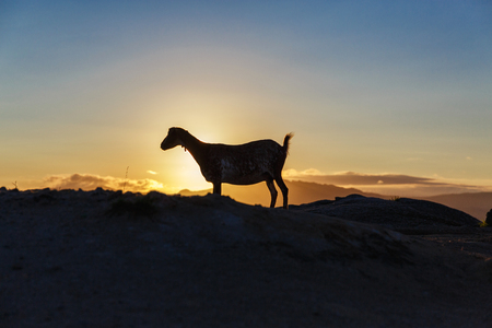 Mountain goat in the mountains at sunriseの写真素材
