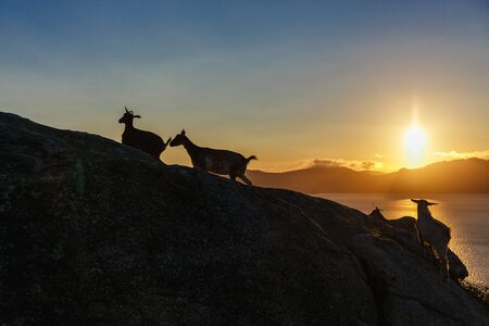 Mountain goat in the mountains at sunriseの写真素材