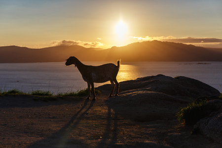 Mountain goat in the mountains at sunriseの写真素材