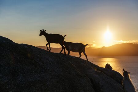 Mountain goat in the mountains at sunriseの写真素材