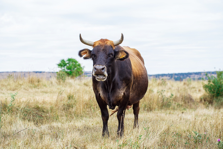 Beautiful cow walking across the field on the natureの写真素材