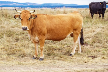 Beautiful cow walking across the field on the natureの写真素材