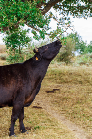 Beautiful cow walking across the field on the natureの写真素材