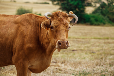 Beautiful cow walking across the field on the natureの写真素材