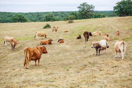 Herd of cows walking across the field on the natureの写真素材