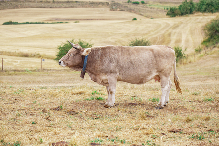 A cow walking across the field on the natureの写真素材