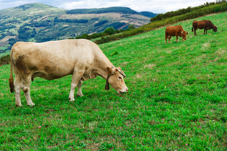 Beautiful cow walking across the field on the natureの写真素材