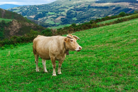 Beautiful cow walking across the field on the natureの写真素材