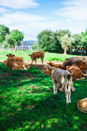 Beautiful cow walking across the field on the natureの写真素材