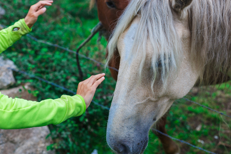 Two beautiful horses white and brown on the fieldの写真素材