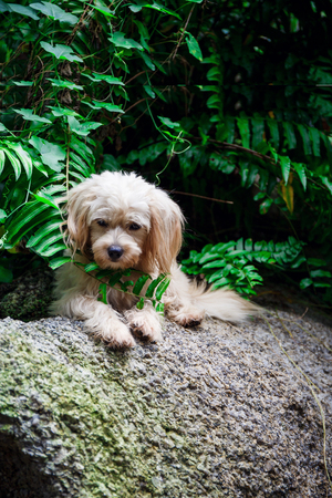 stray dog on the natureの写真素材