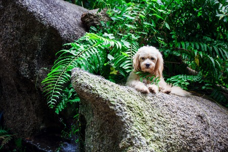 stray dog on the natureの写真素材