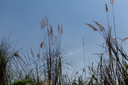 beautiful plants on the sky backgroundの写真素材