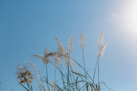 beautiful plants on the sky backgroundの写真素材