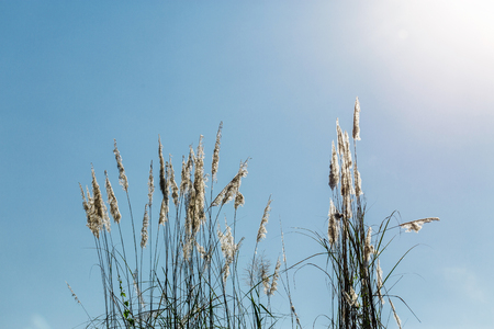 beautiful plants on the sky backgroundの写真素材