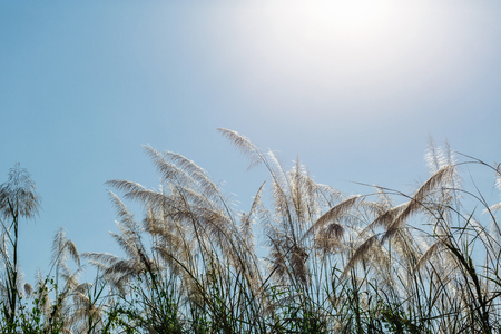 beautiful plants on the sky backgroundの写真素材