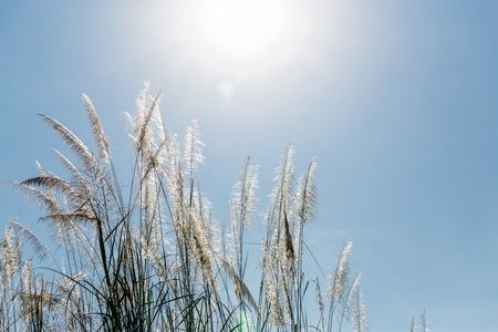 beautiful plants on the sky backgroundの写真素材