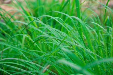 Beautiful green plantの写真素材