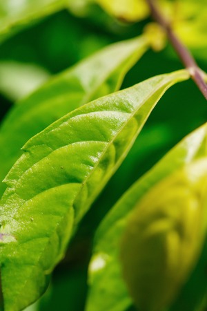 Beautiful green plantの写真素材