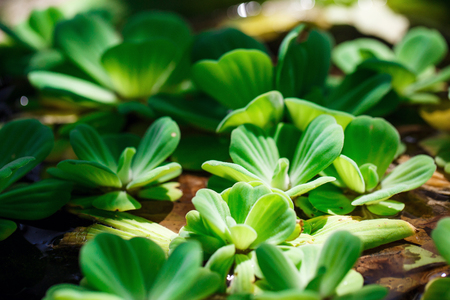 Beautiful flower in Thailandの写真素材